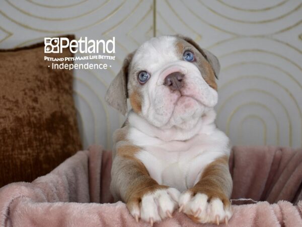 English Bulldog Dog Male Lilac Merle White Markings Tan Points 5664 Petland Independence, Missouri