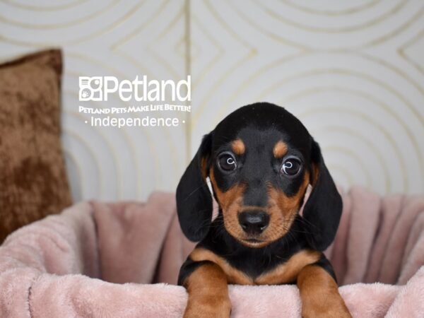 Dachshund-Dog-Female-Black and Tan Shorthair-5660-Petland Independence & Lee's Summit, MO