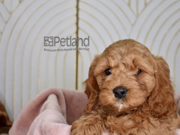 Cockapoo Dog Male Apricot 761 Petland Independence, Missouri