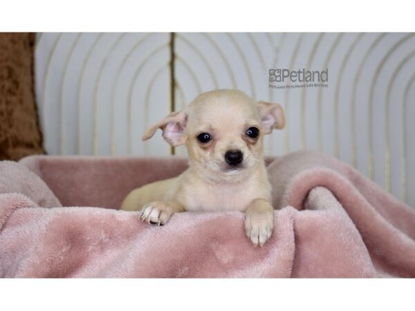 Chihuahua Dog Male Cream 778 Petland Independence, Missouri