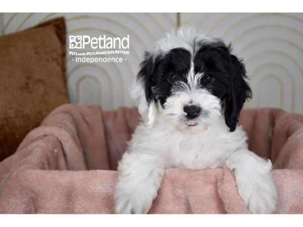 Miniature Goldendoodle 2nd Gen Dog Female Black & White 5672 Petland Independence, Missouri