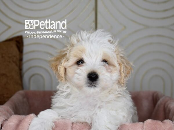 Maltipoo-Dog-Male-White Cream Markings-5669-Petland Independence, Missouri