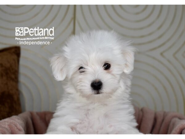 Maltipoo Dog Male white 5663 Petland Independence, Missouri