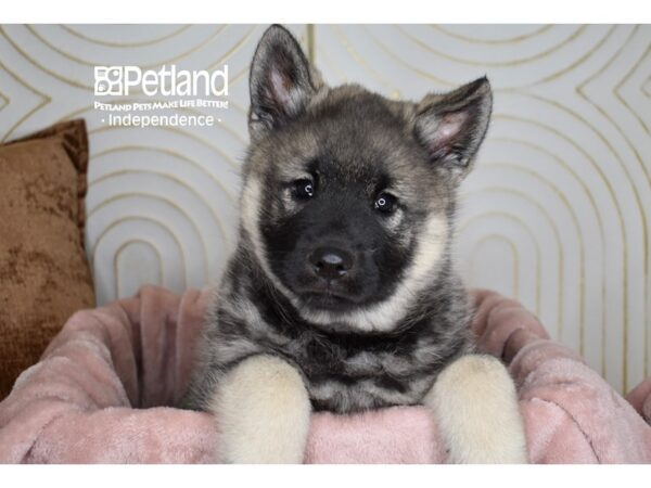 Norwegian Elkhound-Dog-Male-Gray & Black-5677-Petland Independence, Missouri