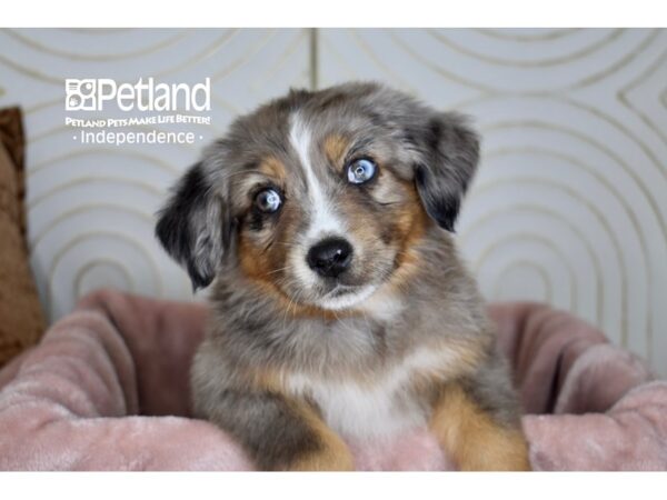 Miniature Australian Shepherd Dog Female Blue Merle White Markings, Tan Points 5676 Petland Independence, Missouri