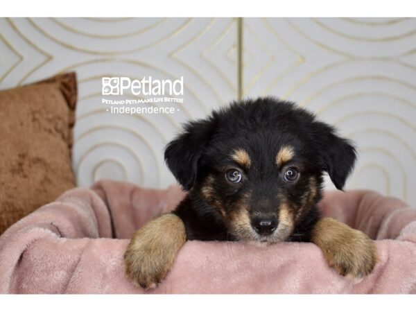 Miniature Australian Shepherd Dog Male Black & Tan 5675 Petland Independence, Missouri