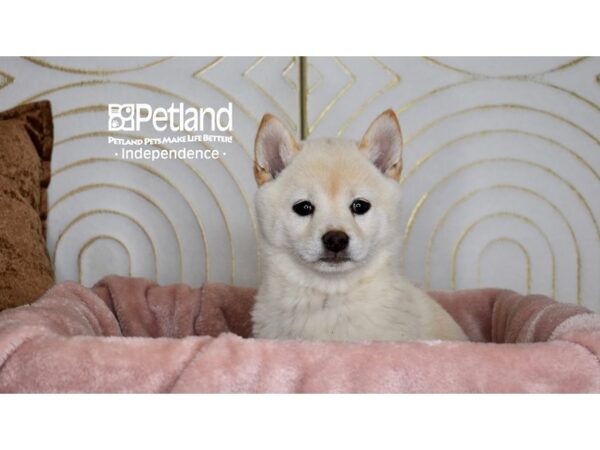 Shiba Inu Dog Female Cream 5674 Petland Independence, Missouri