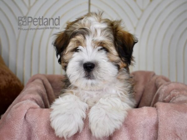 Shih Tzu / Miniature Schnauzer Dog Male Sable & White 794 Petland Independence, Missouri