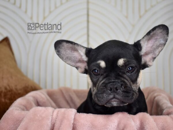 French Bulldog Dog Male Black & Tan 791 Petland Independence, Missouri