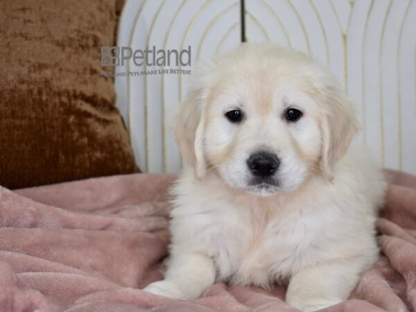 Golden Retriever Dog Female Light Golden 787 Petland Independence, Missouri