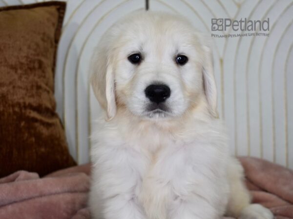 Golden Retriever Dog Female Light Golden 786 Petland Independence, Missouri