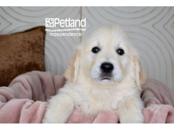 Golden Retriever-Dog-Female-Light Golden-5683-Petland Independence, Missouri