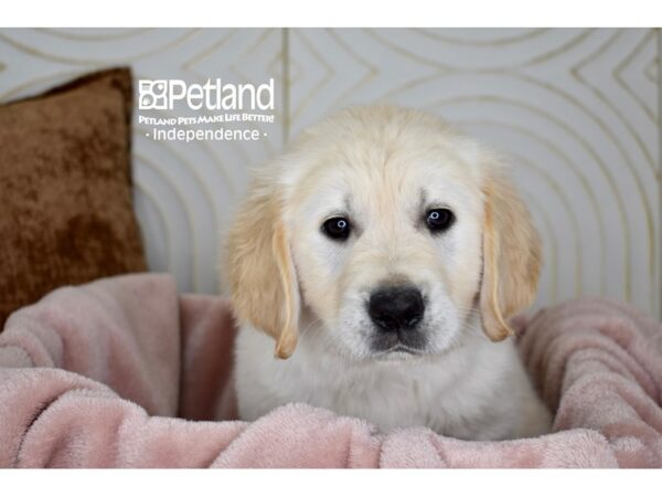 Golden Retriever Dog Female Light Golden 5682 Petland Independence, Missouri