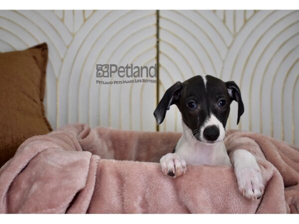 Italian Greyhound Dog Male Seal & White 798 Petland Independence, Missouri