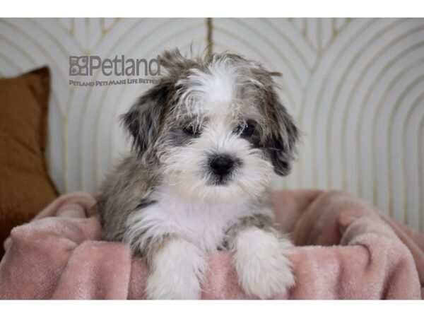 Shih Tzu / Miniature Schnauzer Dog Male Blue Merle White Markings 795 Petland Independence, Missouri