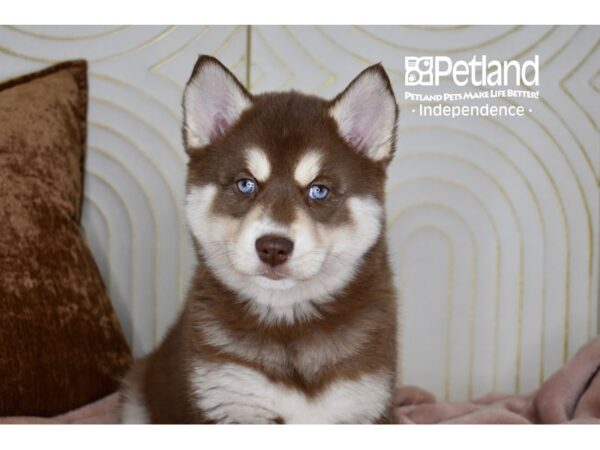 Pomsky-Dog-Female-Red & White Tan Markings-5686-Petland Independence & Lee's Summit, MO