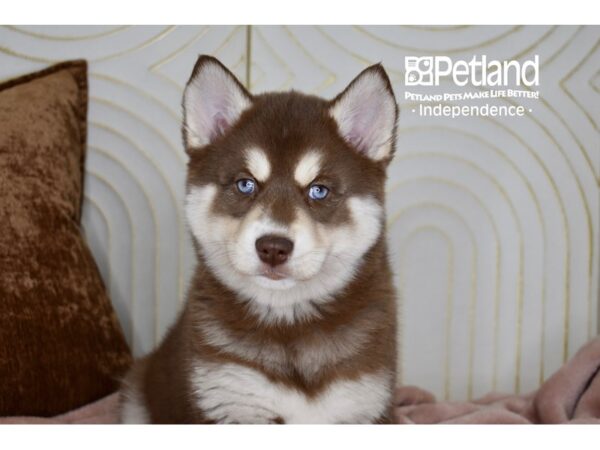 Pomsky-Dog-Female-Red & White Tan Markings-5686-Petland Independence, Missouri