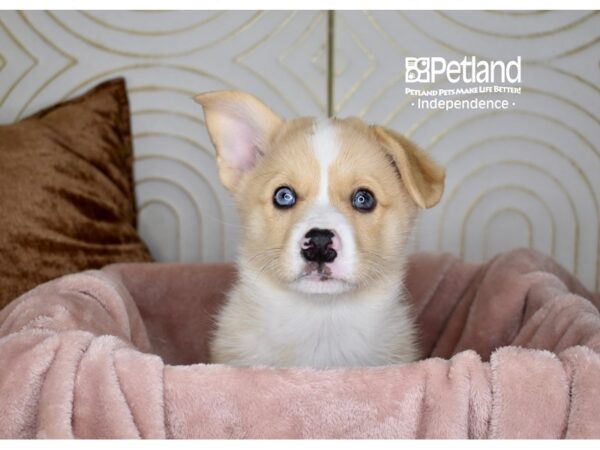 Pembroke Welsh Corgi-Dog-Male-Fawn White Markings-5691-Petland Independence, Missouri