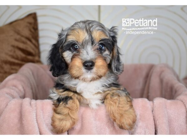 Cavapoo Dog Female Blue Merle White Markings Tan Points 5689 Petland Independence, Missouri