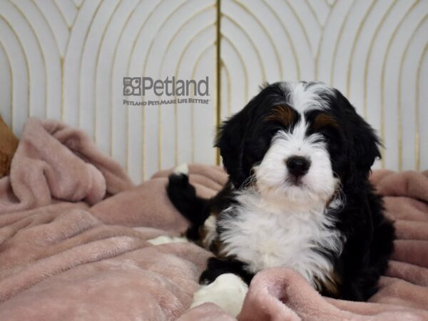 Miniature Bernedoodle Dog Female 807 Petland Independence, Missouri