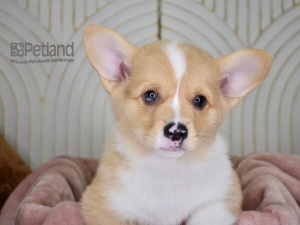 Pembroke Welsh Corgi Dog Male Fawn White Markings 805 Petland Independence, Missouri