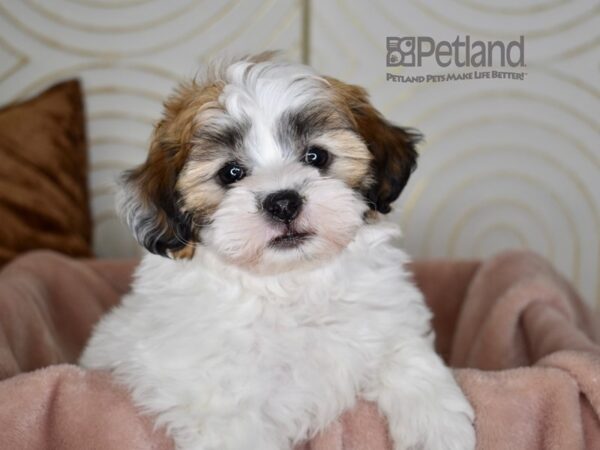 Zuchon-Dog-Female-Sable-815-Petland Independence & Lee's Summit, MO