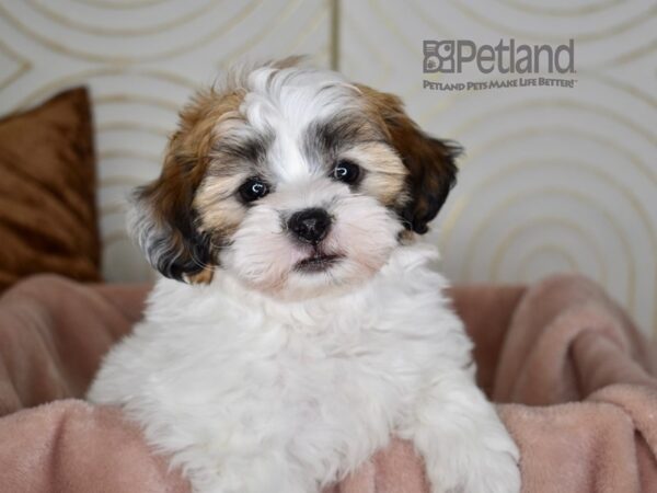 Zuchon Dog Female Sable 815 Petland Independence, Missouri