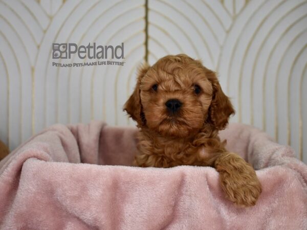 Cavapoo Dog Male Sable 803 Petland Independence, Missouri