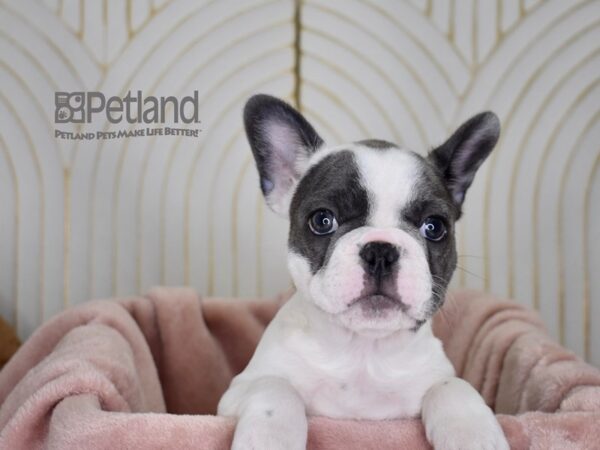 French Bulldog Dog Male Blue Piebald 809 Petland Independence, Missouri