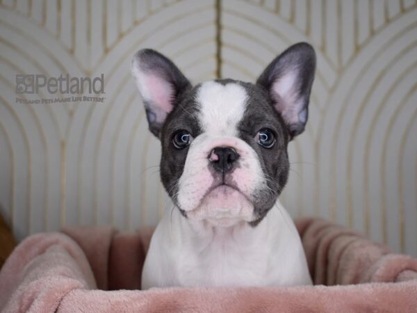 French Bulldog Dog Male Blue Piebald 810 Petland Independence, Missouri