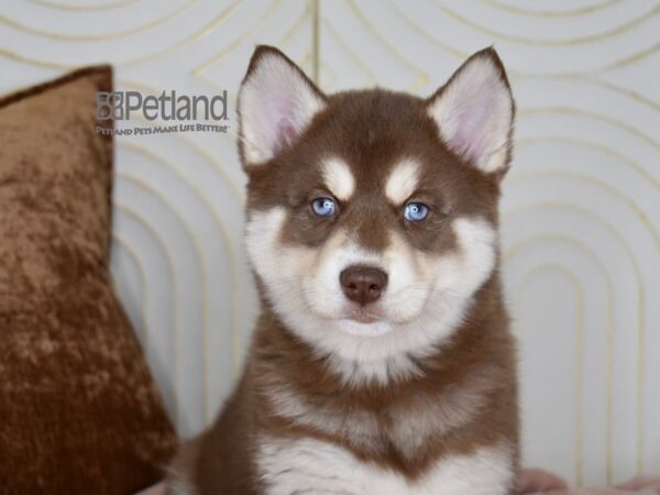 Pomsky-Dog-Female-Red & White Tan Markings-802-Petland Independence & Lee's Summit, MO