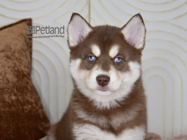 Pomsky Dog Female Red & White Tan Markings 802 Petland Independence, Missouri