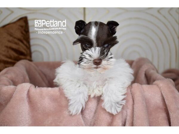 Miniature Schnauzer Dog Female Chocolate & White 5694 Petland Independence, Missouri