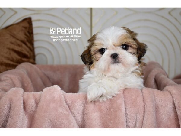 Shih Tzu-Dog-Male-GOLD & WHITE-5695-Petland Independence & Lee's Summit, MO