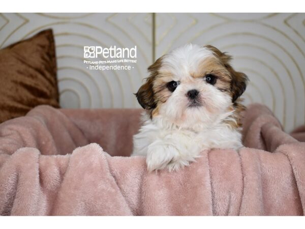 Shih Tzu Dog Male GOLD & WHITE 5695 Petland Independence, Missouri