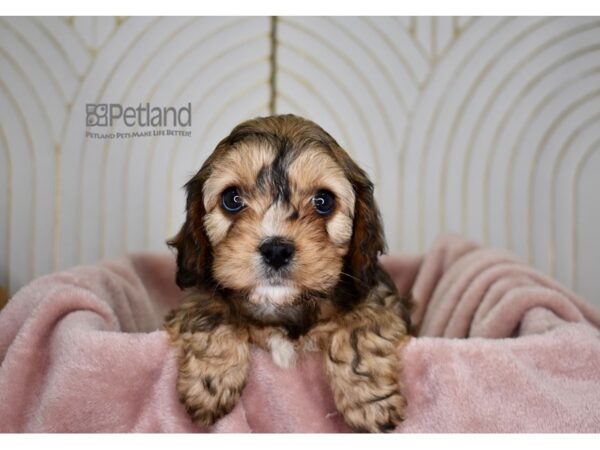 Cavapoo Dog Female Sable 804 Petland Independence, Missouri