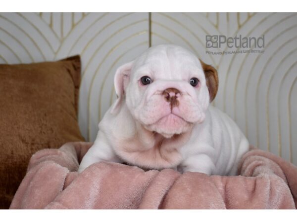 English Bulldog Dog Male Red Piebald 813 Petland Independence, Missouri