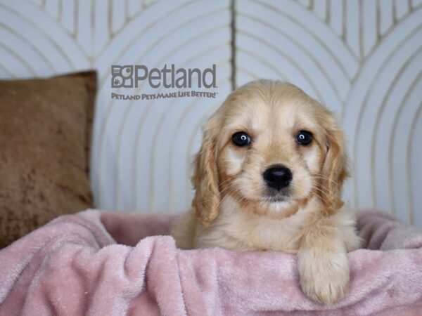 Miniature Goldendoodle Dog Female Golden 816 Petland Independence, Missouri