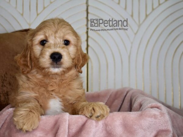 Miniature Goldendoodle Dog Male Golden 818 Petland Independence, Missouri