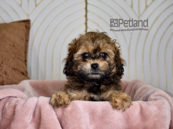 Shihpoo-Dog-Female-Sable-822-Petland Independence, Missouri