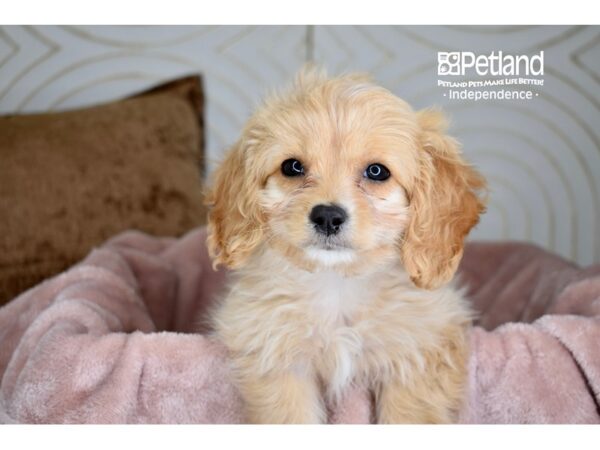 Cavachon-Dog-Male-Buff-5699-Petland Independence & Lee's Summit, MO