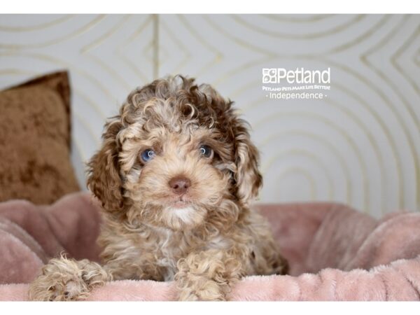 Cockapoo 2nd gen Dog Female Chocolate 5697 Petland Independence, Missouri