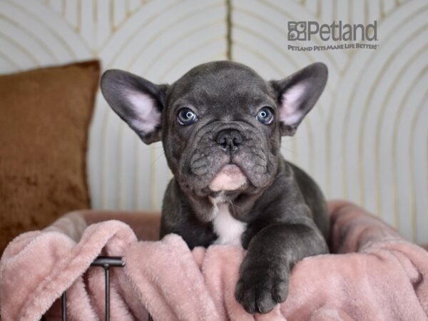 French Bulldog Dog Male Blue Brindle 839 Petland Independence, Missouri