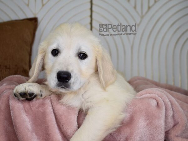 Golden Retriever Dog Female Golden 830 Petland Independence, Missouri