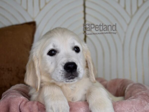 Golden Retriever-Dog-Male-Golden-831-Petland Independence, Missouri