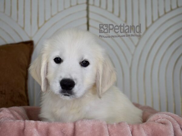 Golden Retriever-Dog-Male-Golden-832-Petland Independence, Missouri