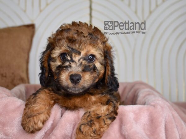 Miniature Bernadoodle-Dog-Female-Sable-837-Petland Independence, Missouri