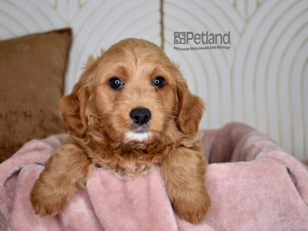 Miniature Goldendoodle Dog Male Dark Golden 836 Petland Independence, Missouri