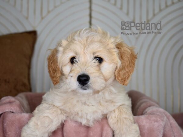 Miniature Goldendoodle-Dog-Female-Golden-835-Petland Independence & Lee's Summit, MO