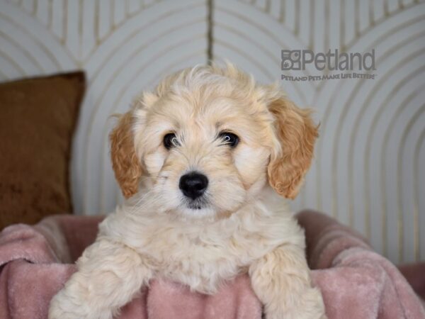 Miniature Goldendoodle Dog Female Golden 835 Petland Independence, Missouri